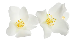 Set mit wunderschönen zarten Jasminblüten und grünen Blättern auf weißem Hintergrund. Bannerdesign